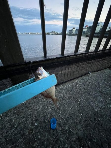 アジ時々ウリボウ