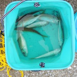 アジ釣り　高活性