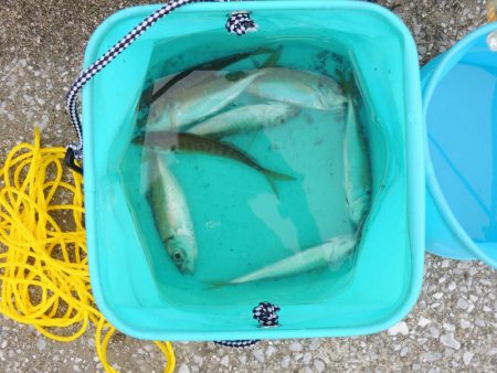 アジ釣り　高活性