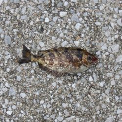 アジ釣り　フグの猛攻