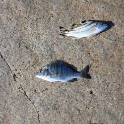 キス釣り ミニ軍団に降参