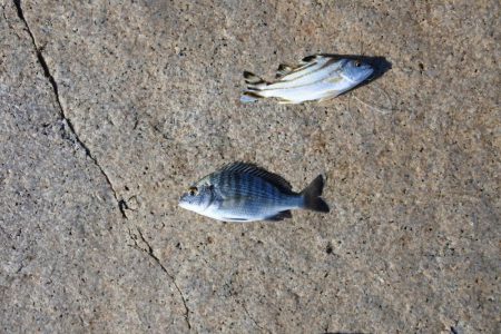 キス釣り ミニ軍団に降参