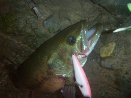 10月8日　一庫ダム釣行