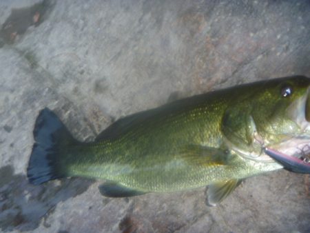 10月17日　一庫ダム釣行