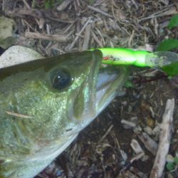 秋のバス釣り