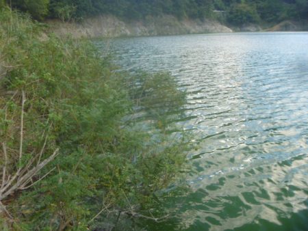 一庫ダム釣行　10月28日