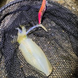 秋🦑　釣れれば楽しい🤗