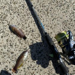 シロギスタのエンジョイデイ