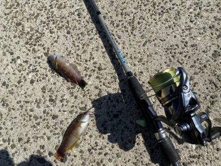 シロギスタのエンジョイデイ