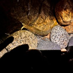 雨のなか、ポツポツと