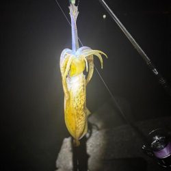 大阪秋エギング