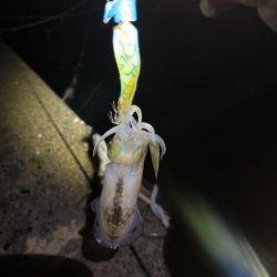 【伊根エリア】500g突入！秋イカ探し③