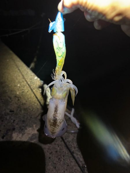 【伊根エリア】500g突入！秋イカ探し③