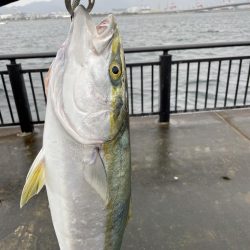 アジ・メジロ　ダブルヘッダー