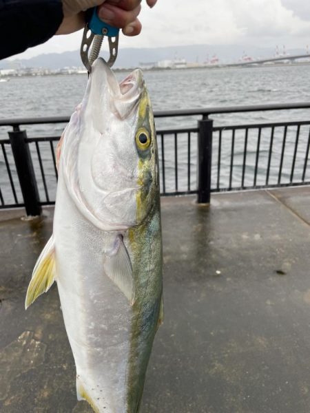 アジ・メジロ　ダブルヘッダー