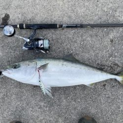 メジロがデタ！