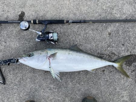 メジロがデタ！