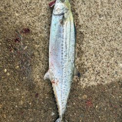 サワラ釣りたい