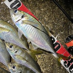 今シーズンは良いサイズ