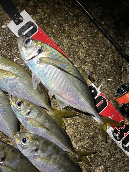 今シーズンは良いサイズ