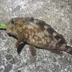 南港、舞洲調査