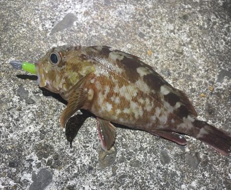 南港、舞洲調査