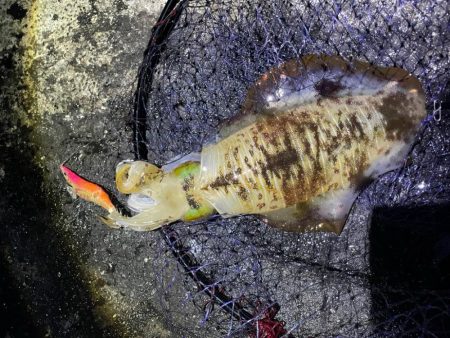 2025 佐渡ヶ島エギング Vol.38【…