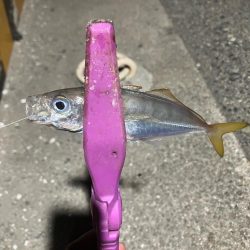 癒しの豆アジング