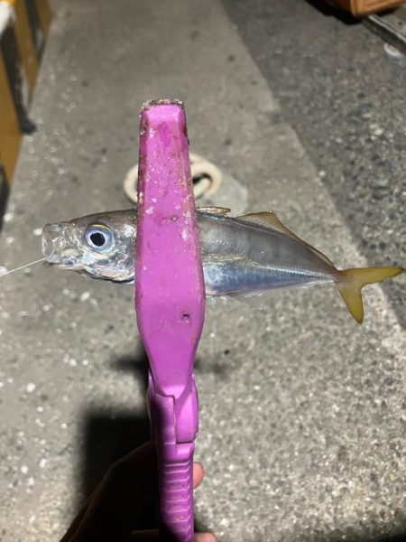 癒しの豆アジング