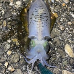 アジとアオリイカって