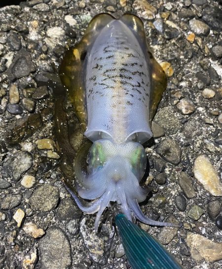 アジとアオリイカって