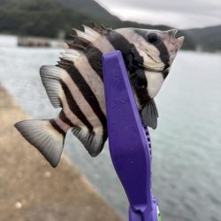 秋イカ探し　失敗2