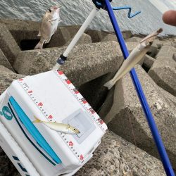 シロギスタ、カワハギスタ…マゴチスタ