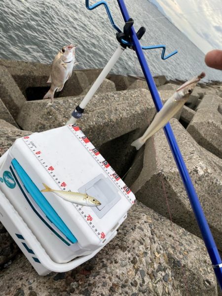 シロギスタ、カワハギスタ…マゴチスタ