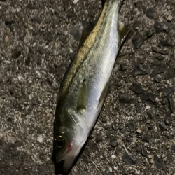 佐賀でちょっと釣り