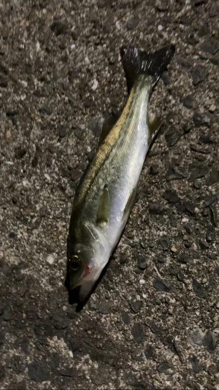 佐賀でちょっと釣り