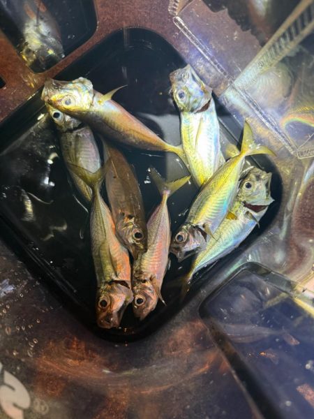 深夜の癒しの時間