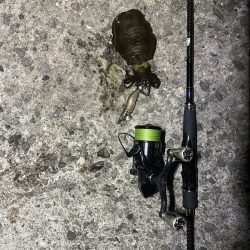 久しぶりのエギング釣行