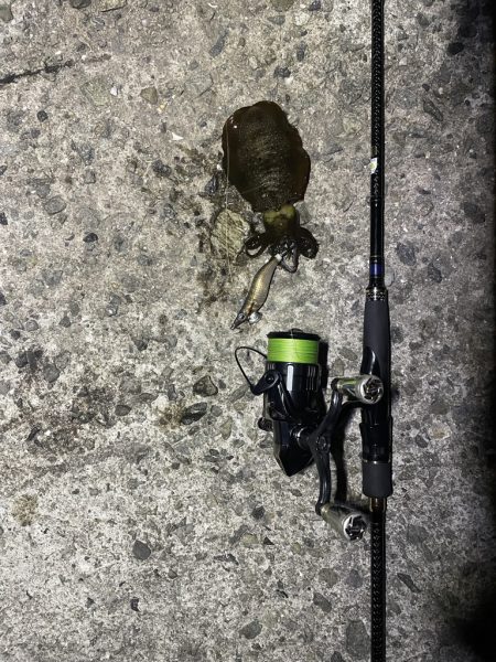 久しぶりのエギング釣行
