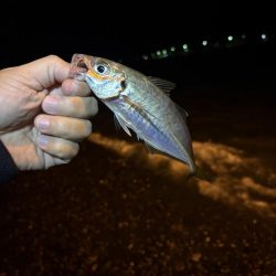 アジング釣査　爆釣