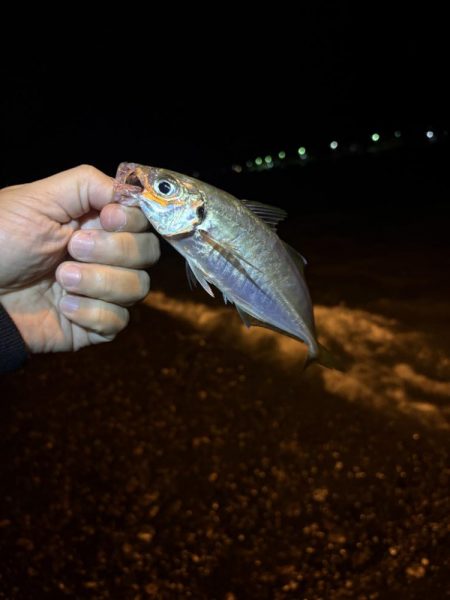 アジング釣査　爆釣