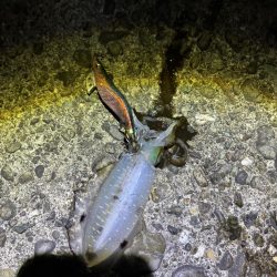 ナイトエギング