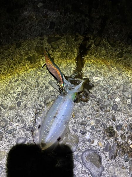 ナイトエギング