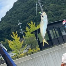 サヨリウジャウジャおかえりアジ