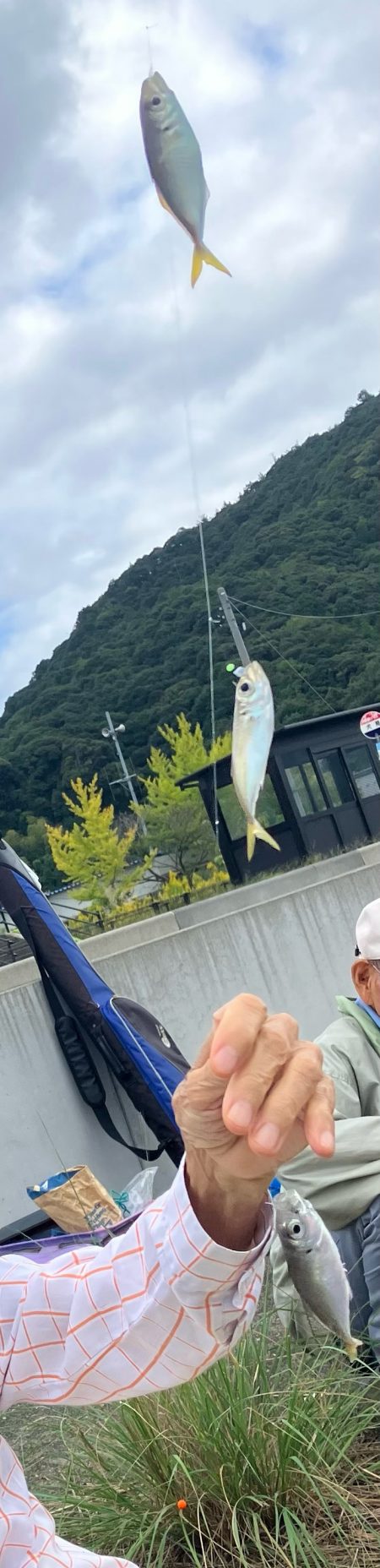 サヨリウジャウジャおかえりアジ