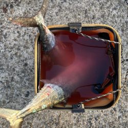 バラシばかりで…