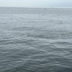 サゴシ祭り再来?