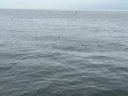 サゴシ祭り再来?