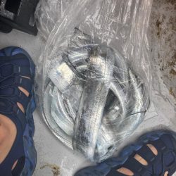 神戸沖のタチウオテンヤ