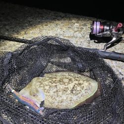 秋🦑　潮が大事！😊